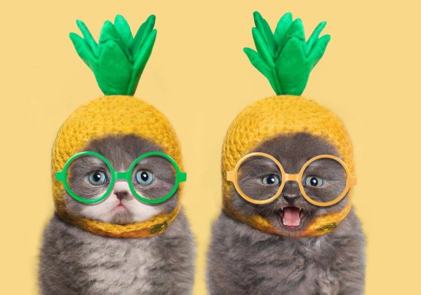 Алмаз.мозаика (блест.)  30х40 см, на картоне с част. заполн.(20 цв.) КОТЯТА В ШАПОЧКАХ (Арт. ASA017)