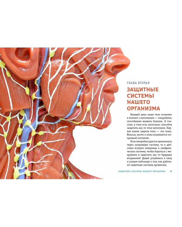 ТЕЛО ЧЕЛОВЕКА. Как устроен наш организм