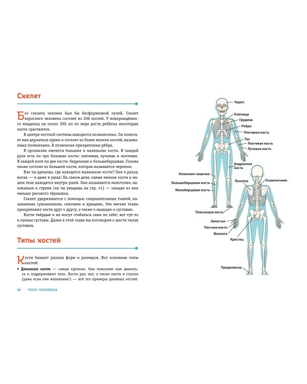 ТЕЛО ЧЕЛОВЕКА. Как устроен наш организм
