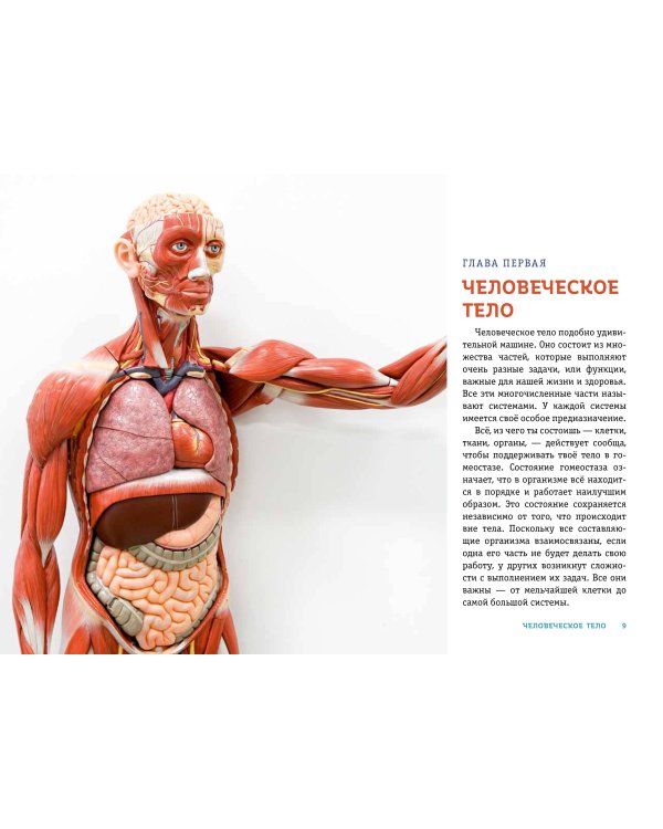 ТЕЛО ЧЕЛОВЕКА. Как устроен наш организм