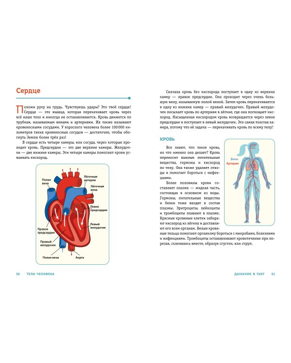 ТЕЛО ЧЕЛОВЕКА. Как устроен наш организм
