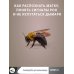 Пчеловодство. Пасека. Практическое пособие для начинающего пчеловода