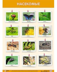 Развивающие плакаты. Насекомые