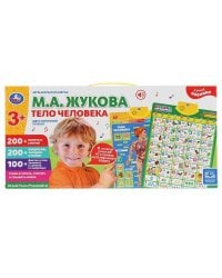 Плакат двусторонний на бат. музыкальная азбука М.Жукова, тело человека в кор. Умка в кор.48шт