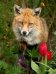 Алмаз мозаика (клас.) 30х40 см, с подр., с полн. заполн. (цв.) Маленькая лисица в лесу (Арт.AC34032)