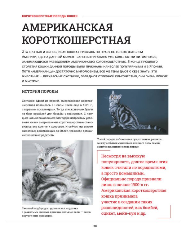 Кошки. Большая визуальная энциклопедия