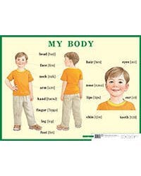 Строение тела человека. My body. Наглядное пособие по английскому языку для начальной школы