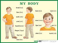 Строение тела человека. My body. Наглядное пособие по английскому языку для начальной школы