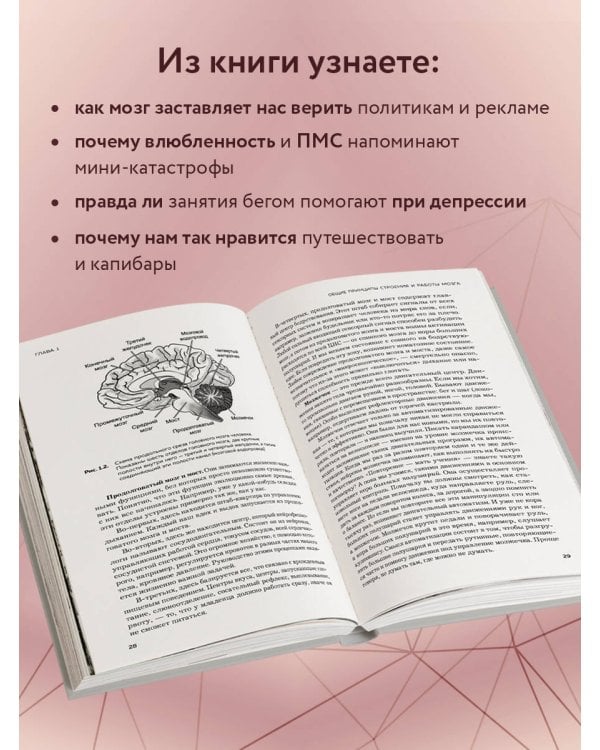 Мозг и его потребности. 2.0 от питания до признания