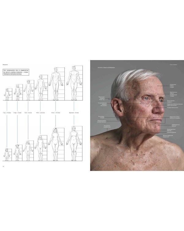 Фигура человека для художника. Большая книга анатомии, референсов и художественных поз