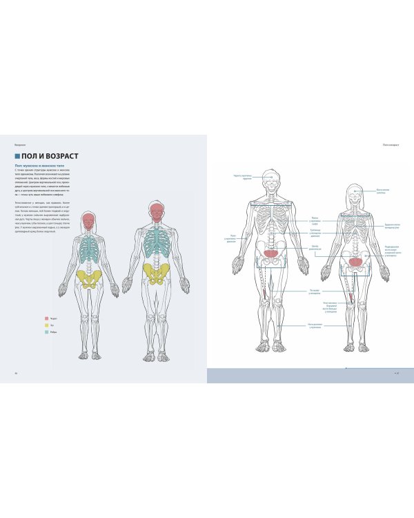 Фигура человека для художника. Большая книга анатомии, референсов и художественных поз