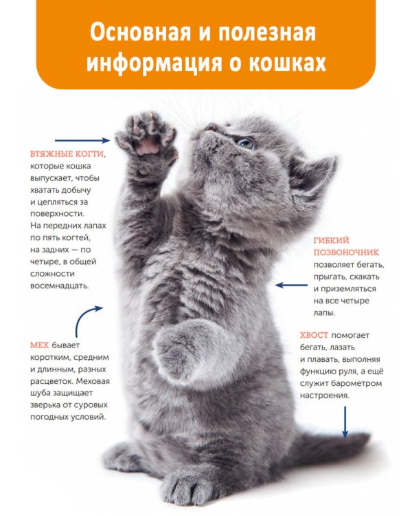 Кошки. Полное руководство для детей