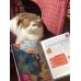 Дополнительное изображение книги «Муррология. Всё о котиках и их породах»