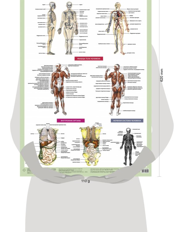 Анатомия человека. Костная, мышечная, кровеносная системы и внутренние органы (в тубусе)