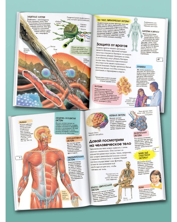 Тело человека