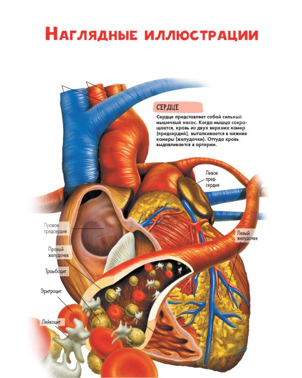 Тело человека