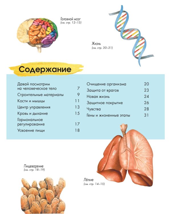 Тело человека