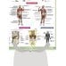 Анатомические системы в плакатах А1 Анатомия человека. Костная, мышечная, кровеносная системы и внутренние органы
