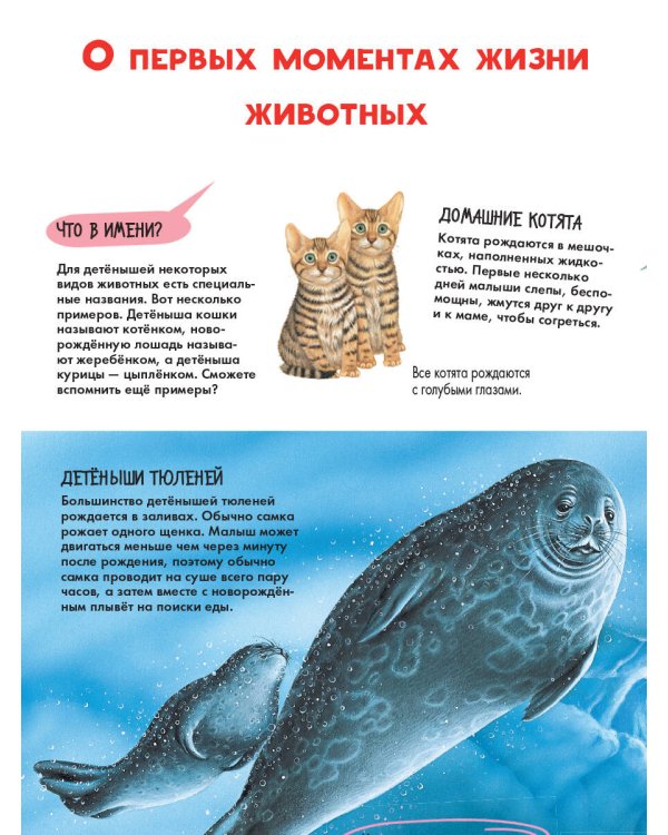 Детеныши животных