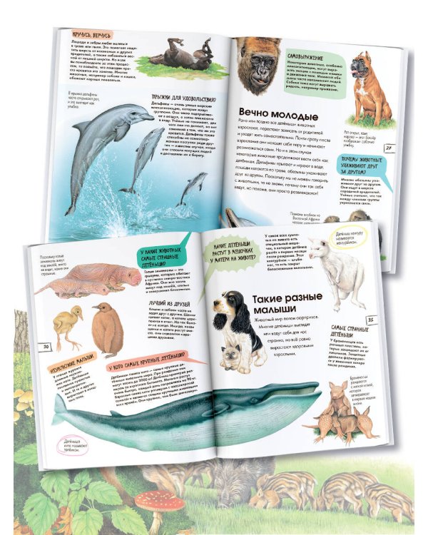 Детеныши животных