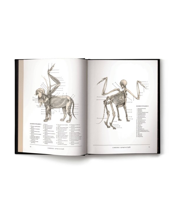 Воскреситель, или Анатомия фантастических существ: Утерянный труд доктора Спенсера Блэка