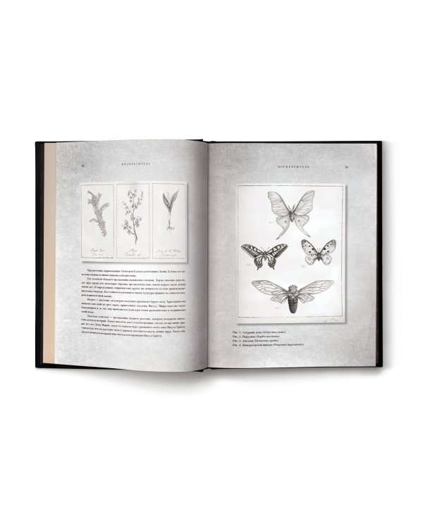 Воскреситель, или Анатомия фантастических существ: Утерянный труд доктора Спенсера Блэка