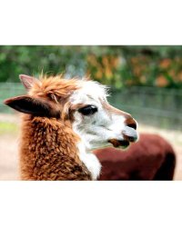 Алмаз. мозаика (класс.) 30х40 см, с подр., с полн. заполн. (26цв.) МИЛАЯ ЛАМА. Арт. ST972