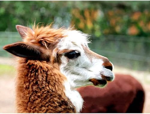 Алмаз. мозаика (класс.) 30х40 см, с подр., с полн. заполн. (26цв.) МИЛАЯ ЛАМА. Арт. ST972