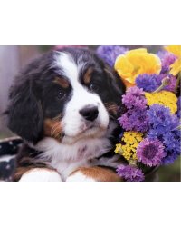 Алмаз. мозаика (класс.) 17х22 см, без подр., с част. заполн. (20цв.) ЗЕННЕНХУНД В ЦВЕТАХ. ACM012