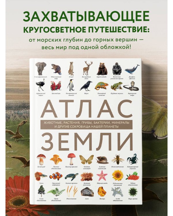 Атлас Земли. Животные, растения, грибы, бактерии, минералы и другие сокровища нашей планеты