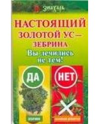 Настоящий золотой ус - зебрина. Вы лечились не тем!