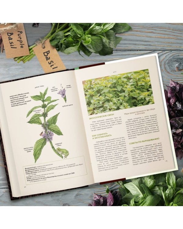 Дикие травы: как найти целебные продукты и создать собственные натуральные лекарства