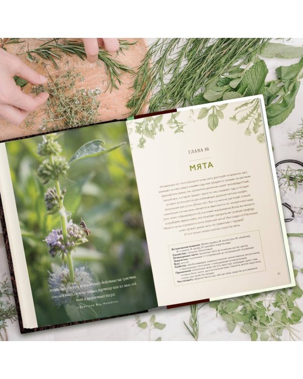 Дикие травы: как найти целебные продукты и создать собственные натуральные лекарства