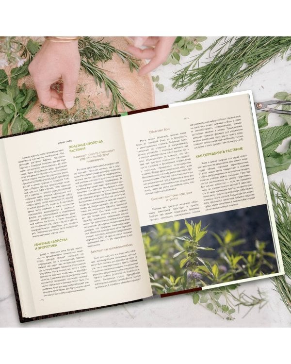 Дикие травы: как найти целебные продукты и создать собственные натуральные лекарства