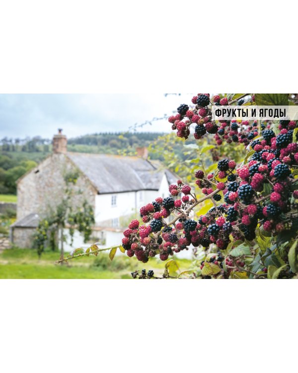 Ферментация. Вкусные и полезные рецепты на каждый день