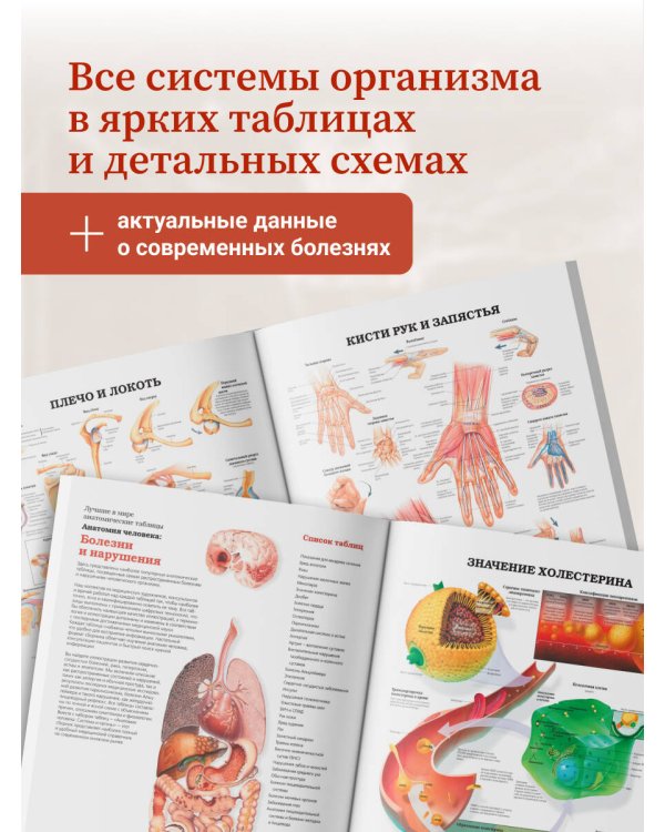 Дополнительное изображение книги «Большой атлас анатомии человека»