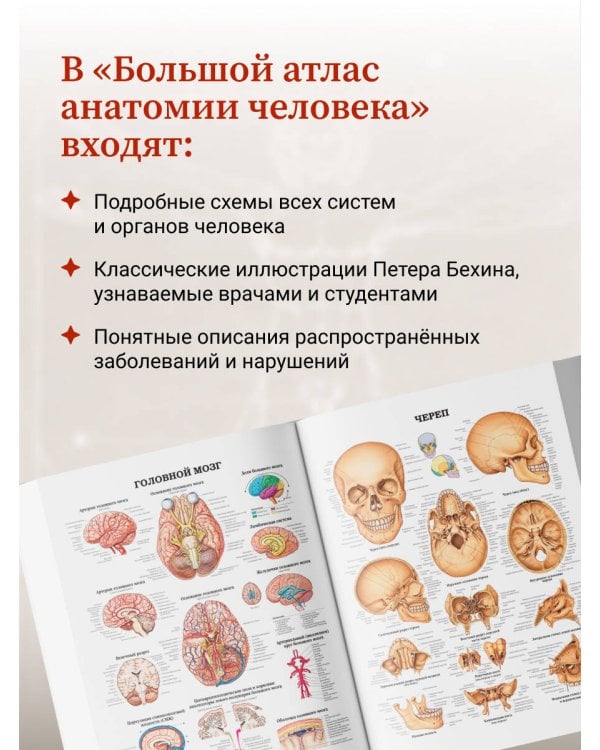 Дополнительное изображение книги «Большой атлас анатомии человека»
