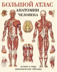 Большой атлас анатомии человека