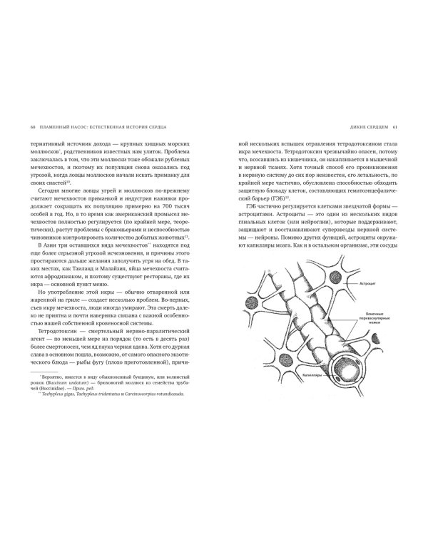 Пламенный насос. Естественная история сердца