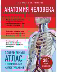 Анатомия человека. Современный атлас с подробными иллюстрациями