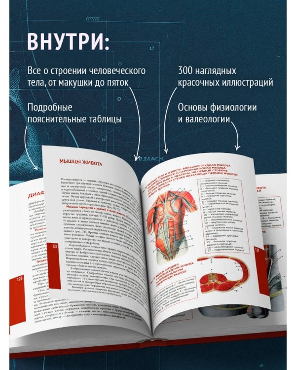 Анатомия человека. Современный атлас с подробными иллюстрациями