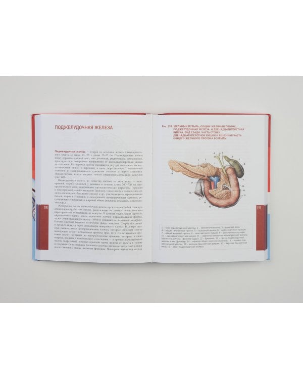 Анатомия человека. Современный атлас с подробными иллюстрациями