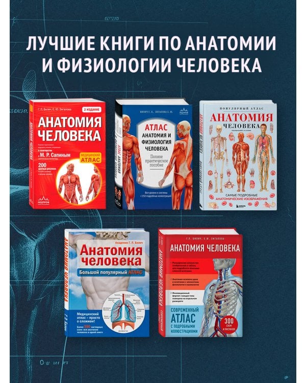 Анатомия человека. Современный атлас с подробными иллюстрациями