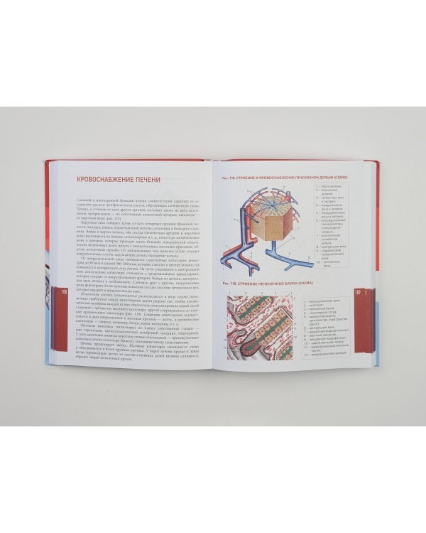 Анатомия человека. Современный атлас с подробными иллюстрациями