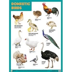 Плакаты (англ). Domestic Birds (Домашние птицы)