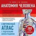 Медицинский атлас Анатомия человека. Современный атлас с подробными иллюстрациями