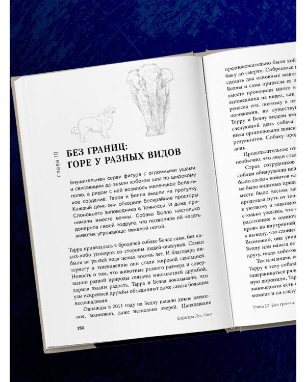 Как животные скорбят. Что чувствуют кошки, слоны, дельфины и другие, теряя близких
