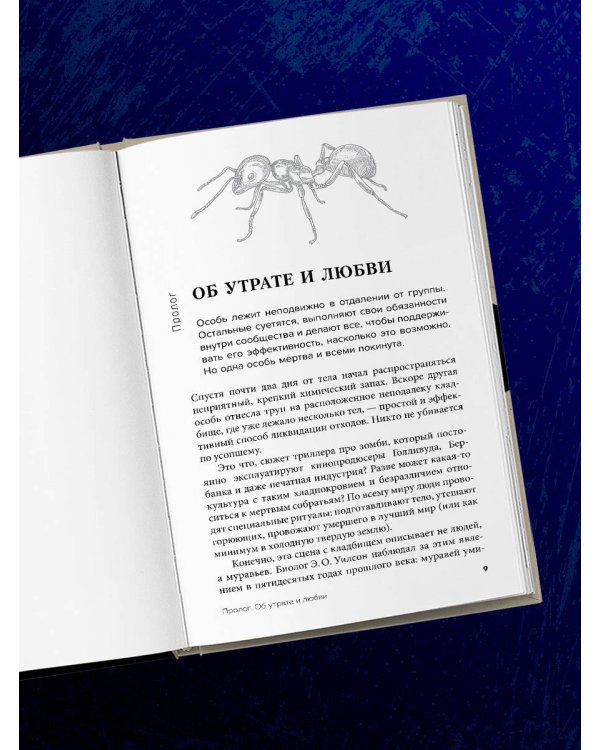 Как животные скорбят. Что чувствуют кошки, слоны, дельфины и другие, теряя близких