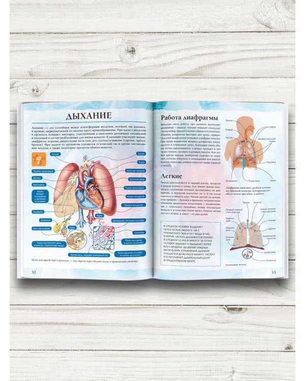 Тело человека