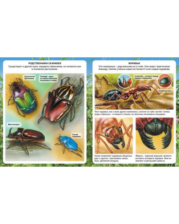 Самые маленькие животные (нов.оф.)